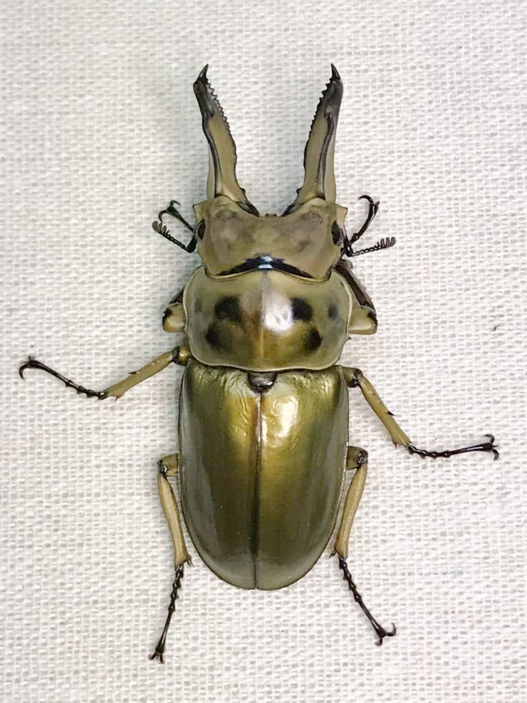 手渡し限定。ババオウゴンオニクワガタ 即ブリペア