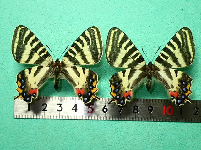 国産蝶標本 ギフチョウ（イエローバンド・飼育）A♀ 長野県・白馬村 産