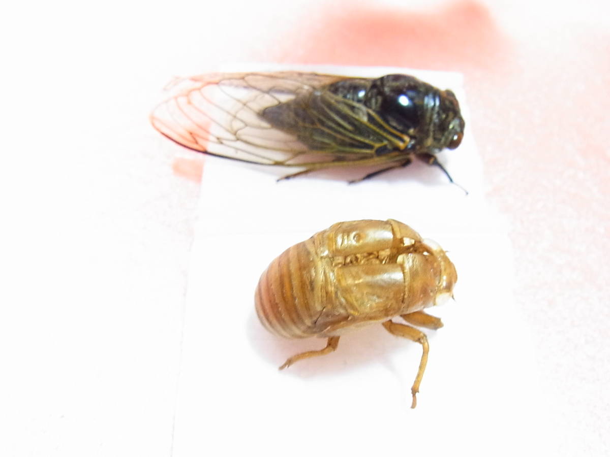 爆売りセール開催中 蝉の抜け殻 おまけ付き 写真でご確認ください Www Anavara Com