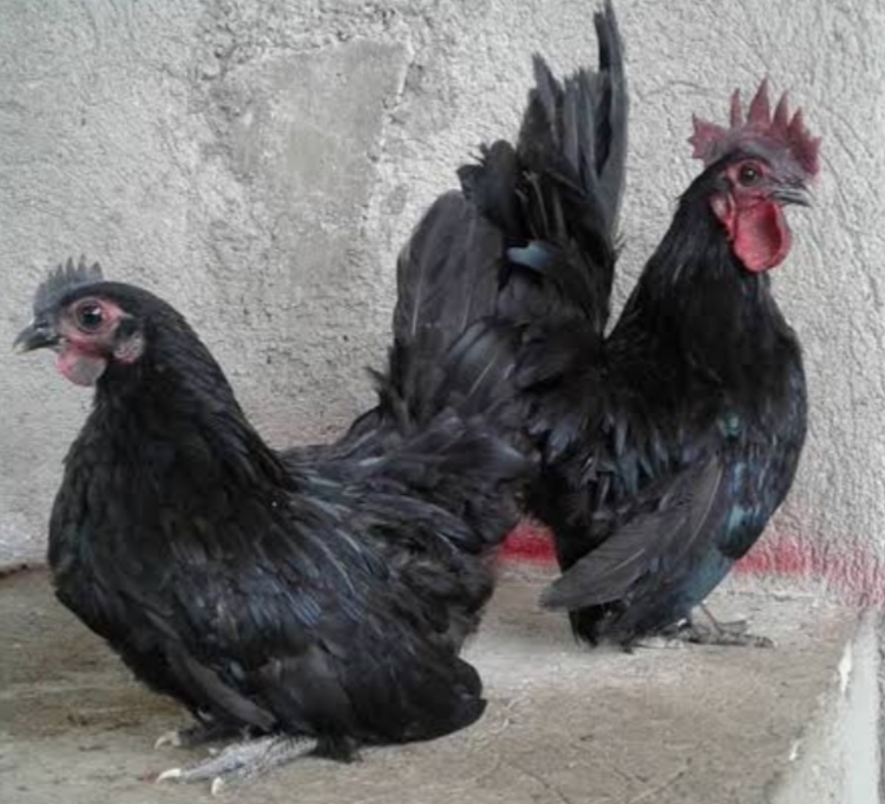 新品 黒チャボ受精卵5 1個 の落札情報詳細 ヤフオク落札価格情報 オークフリー スマートフォン版