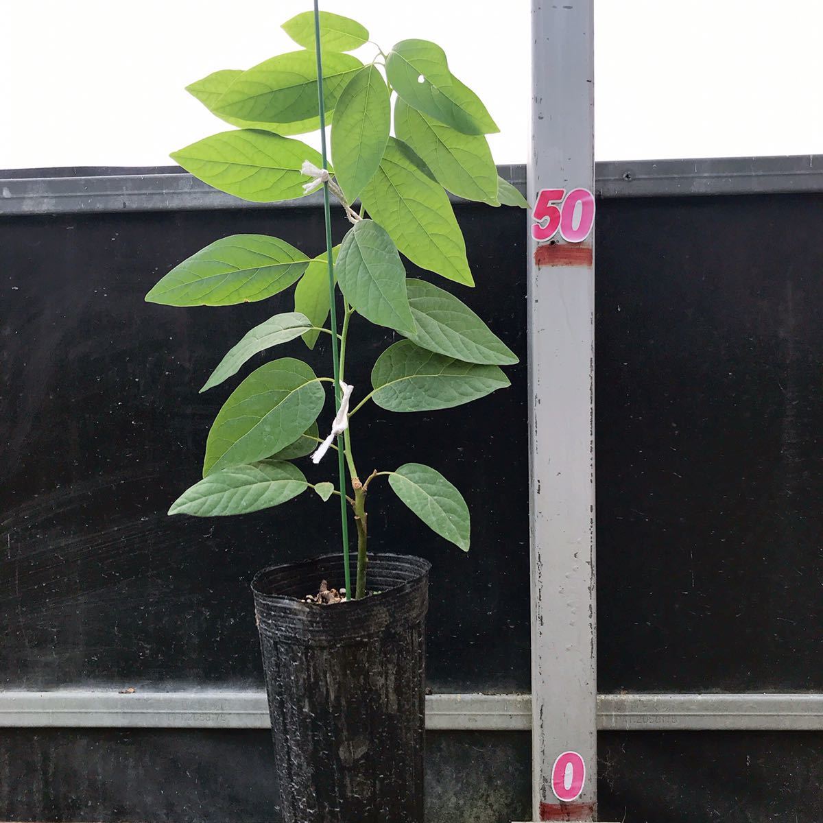 新品 送料無料 アボカド接ぎ木苗 メキシコーラ 約65cm 4号ロングポット 12cm アボカド アボカド苗 接ぎ木 果樹 フルーツ の落札情報詳細 ヤフオク落札価格情報 オークフリー スマートフォン版