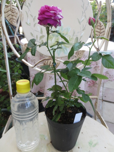 新品 レア人気切り花種 香りの絞りバラ センテッドジュエル挿し木苗蕾付き の落札情報詳細 ヤフオク落札価格情報 オークフリー スマートフォン版