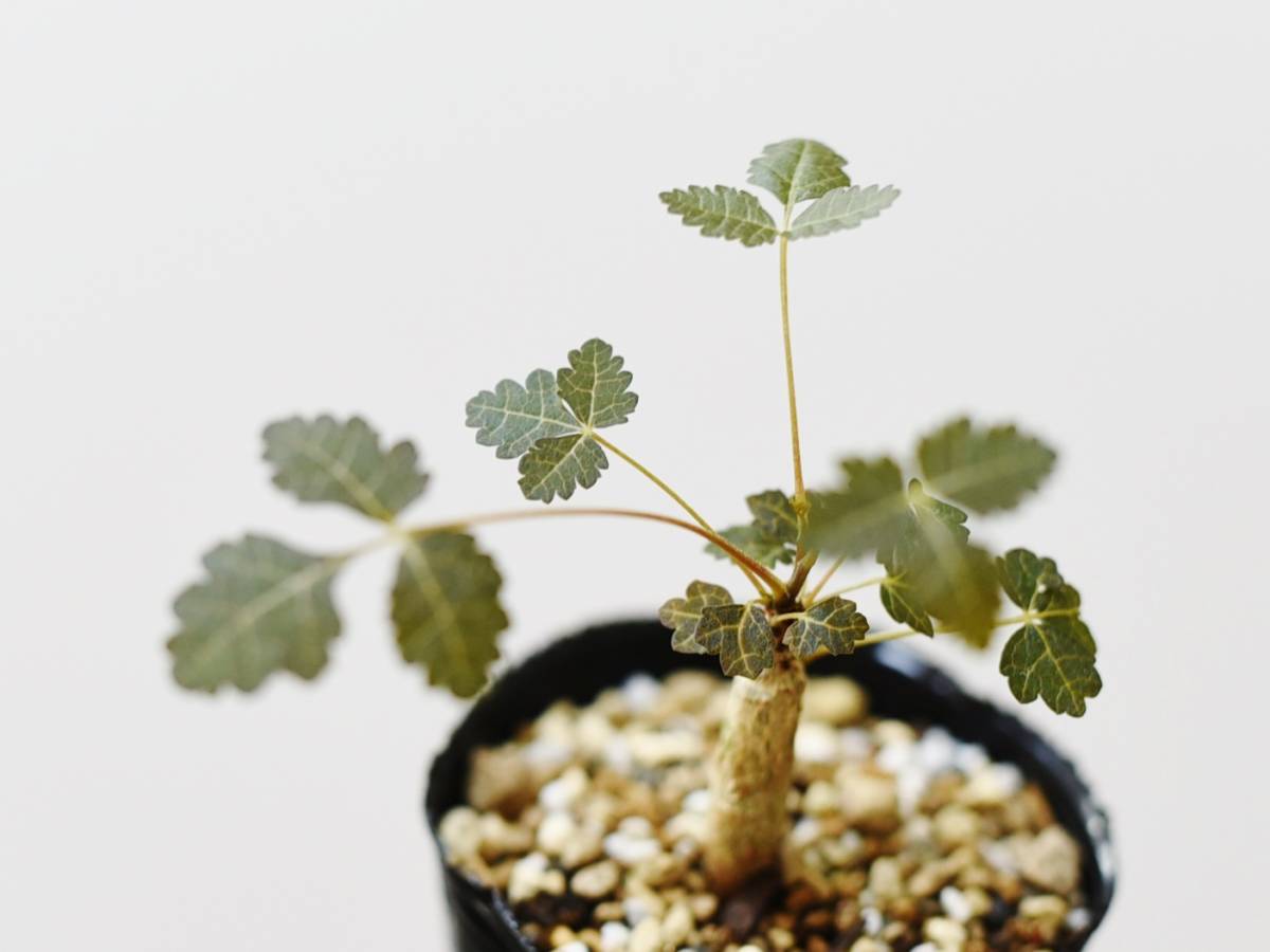 Boswellia bullata / ボスウェリアブラータ