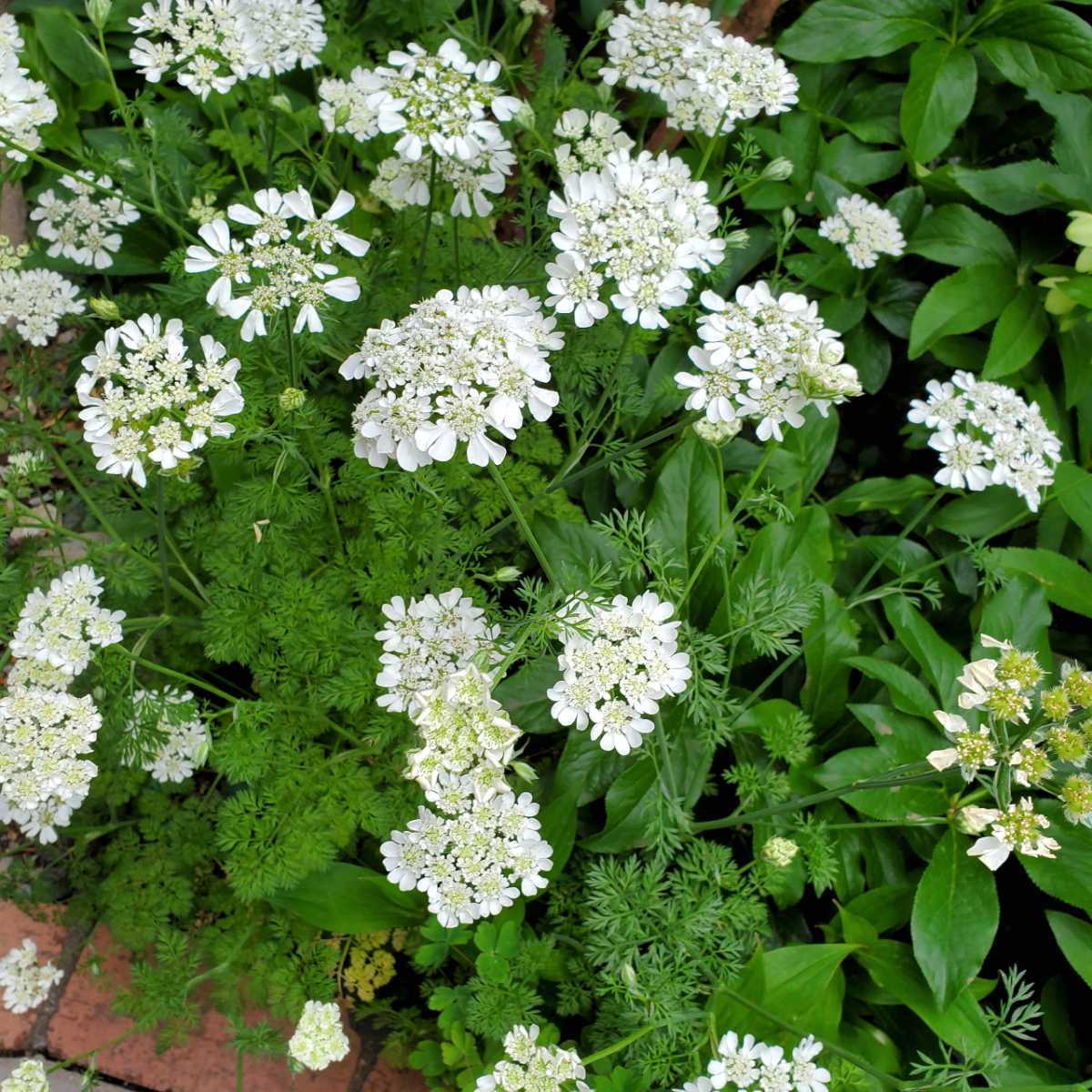 新品 オルレア 40粒 種 ホワイトレースフラワーに似た花 一年草 耐寒性あり 6月採取 の落札情報詳細 ヤフオク落札価格情報 オークフリー スマートフォン版