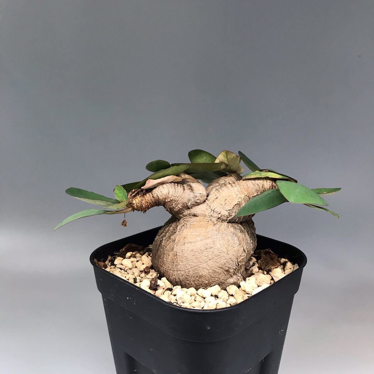 ユ*ン様 ユーフォルビア　モラティー ユーフォルビア モラティー Euphorbia moratii 20210815 | SPG