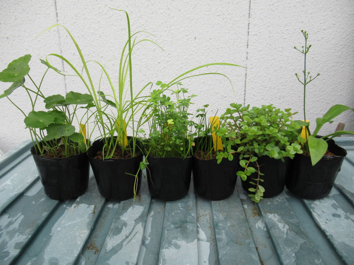 黄 ビオトープ用水草７ポット 7 5 セット スイレン メキシカーナ シラサギカヤツリ ヘラオモダカ デンジソウ 等 メダカ飼育に の落札情報詳細 ヤフオク落札価格情報 オークフリー スマートフォン版