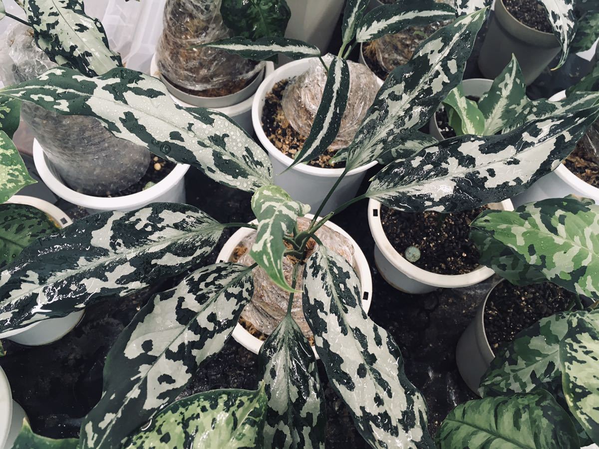 アグラオネマ　専用 アグラオネマ専用 培養土 Aglaonema potting soil exchange in 6
