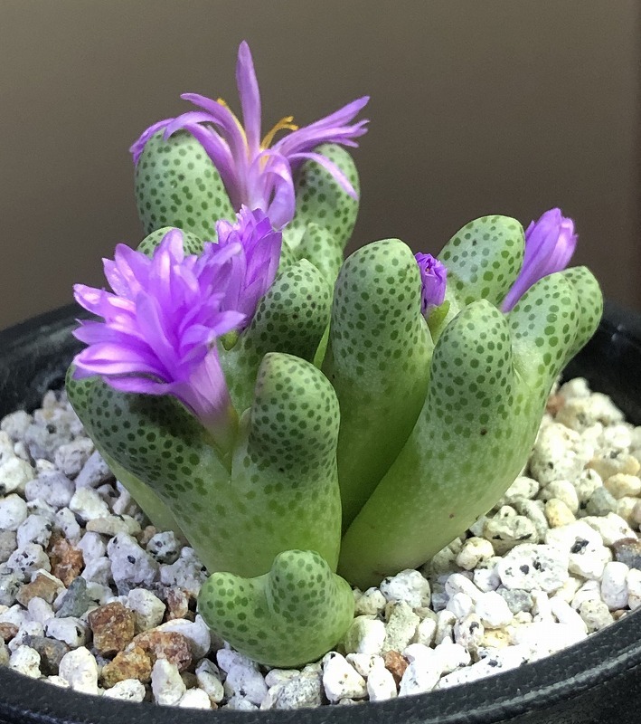 コノフィツム marginatum Conophytum ARM714B マルギナツムssp.リトル