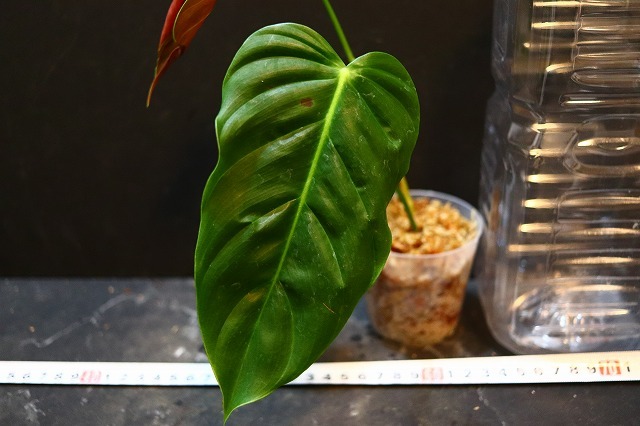 Nk 転売不可 Philodendron Esmeraldense ボコボコのシワと葉裏の赤い山採濃緑色個体 フィロデンドロン アンスリウム アンスリューム の落札情報詳細 ヤフオク落札価格情報 オークフリー スマートフォン版