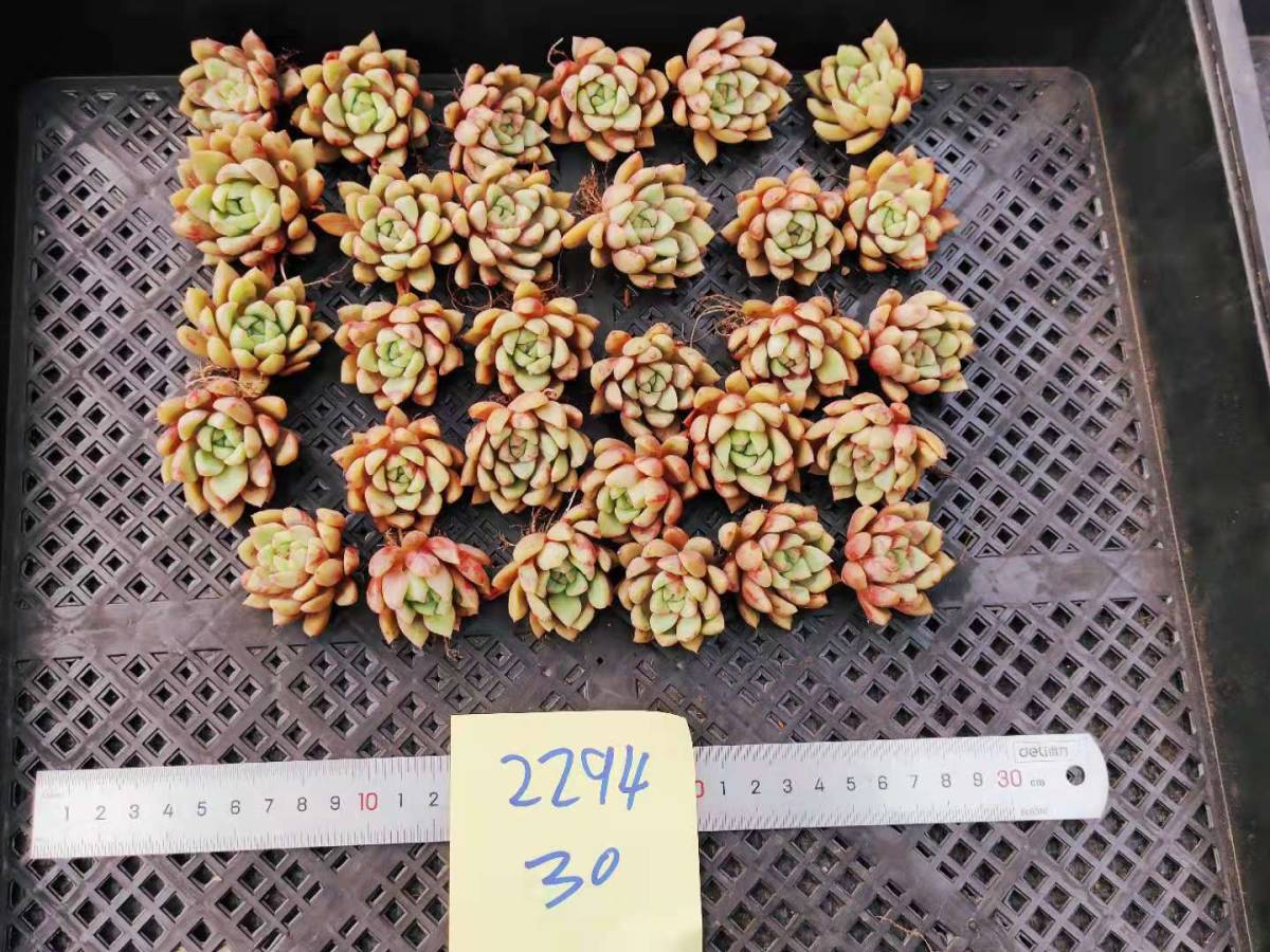 新品】韓国多肉植物 韓国苗 エケベリア Echeveria 2294 Blood Swallow
