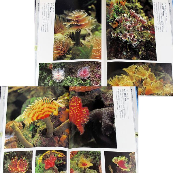ザ 海の無脊椎動物 カラー図鑑 アクアリウム 飼育法 種類 飼い方 海藻 サンゴ イソギンチャク ヒトデ ヤギ エビ 水槽レイアウト の落札情報詳細 ヤフオク落札価格情報 オークフリー スマートフォン版