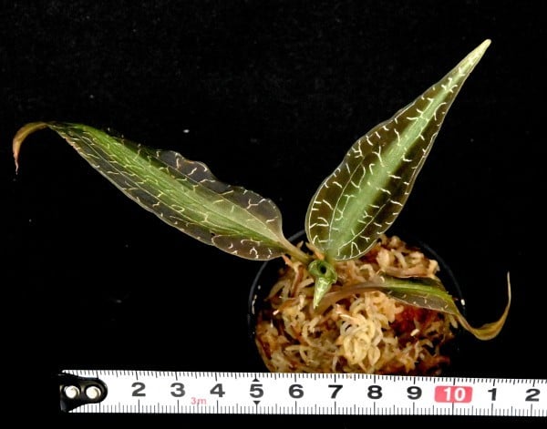 新品】洋蘭原種 (711) ジュエルオーキッド Goodyera malipoensis