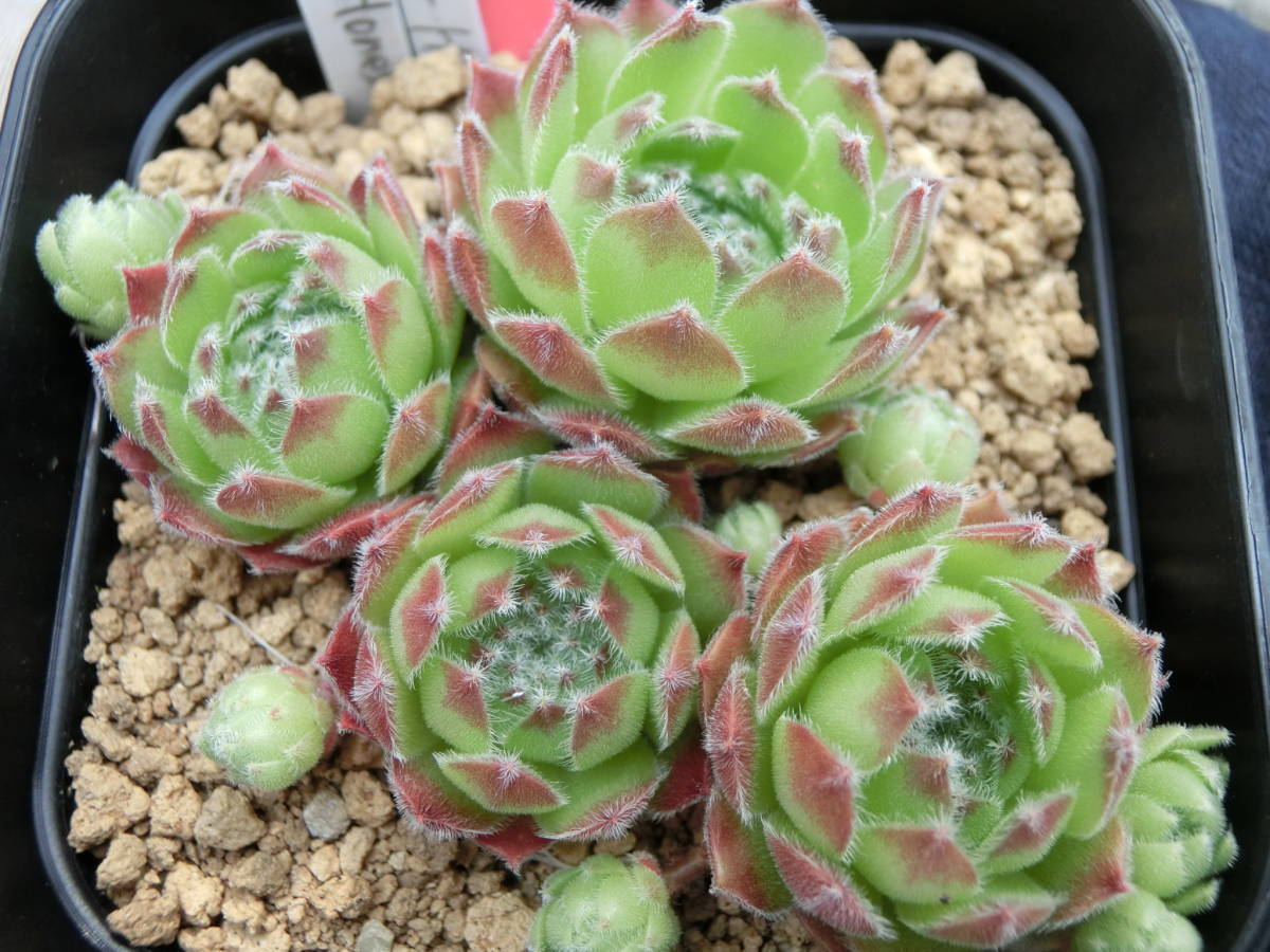 ☆センペル パシフィック フェザーハニー Sempervivum Pacific feather