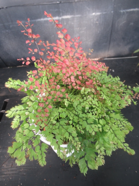 新品 ｋｎ 獅子葉アジアンタム ホウライシダ属 ラディアナム Adiantum Raddianum Crispated 0 8ｍ以下 の落札情報詳細 ヤフオク落札価格情報 オークフリー スマートフォン版