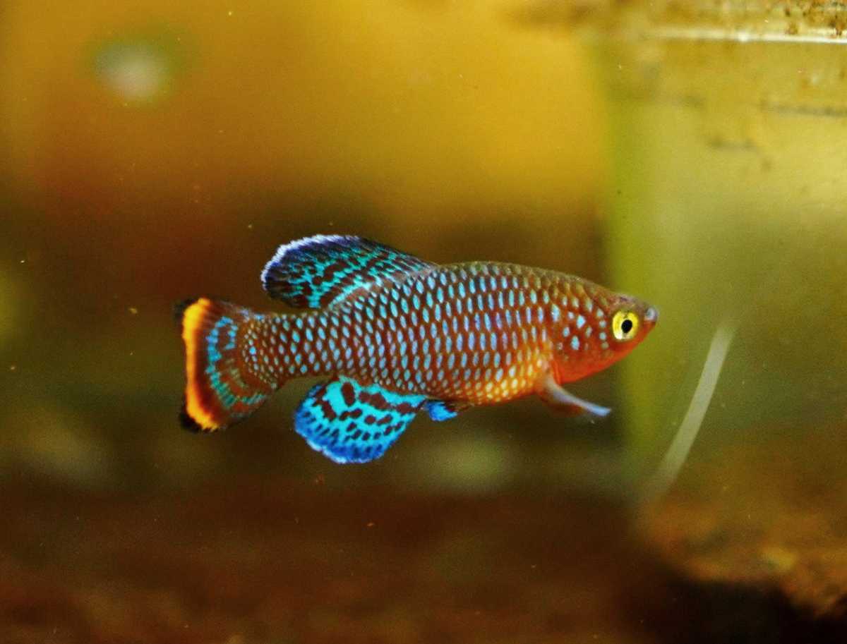 新品 卵生メダカ ノソブランキウス ラコビー 休眠卵40個 の落札情報詳細 ヤフオク落札価格情報 オークフリー スマートフォン版