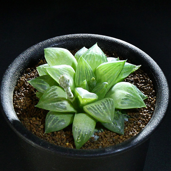 新品 花鏡 ハイブリッド レツーサ 3号 13 Pr ハオルチア Haworthia Hyb Retusa の落札情報詳細 ヤフオク落札価格情報 オークフリー スマートフォン版