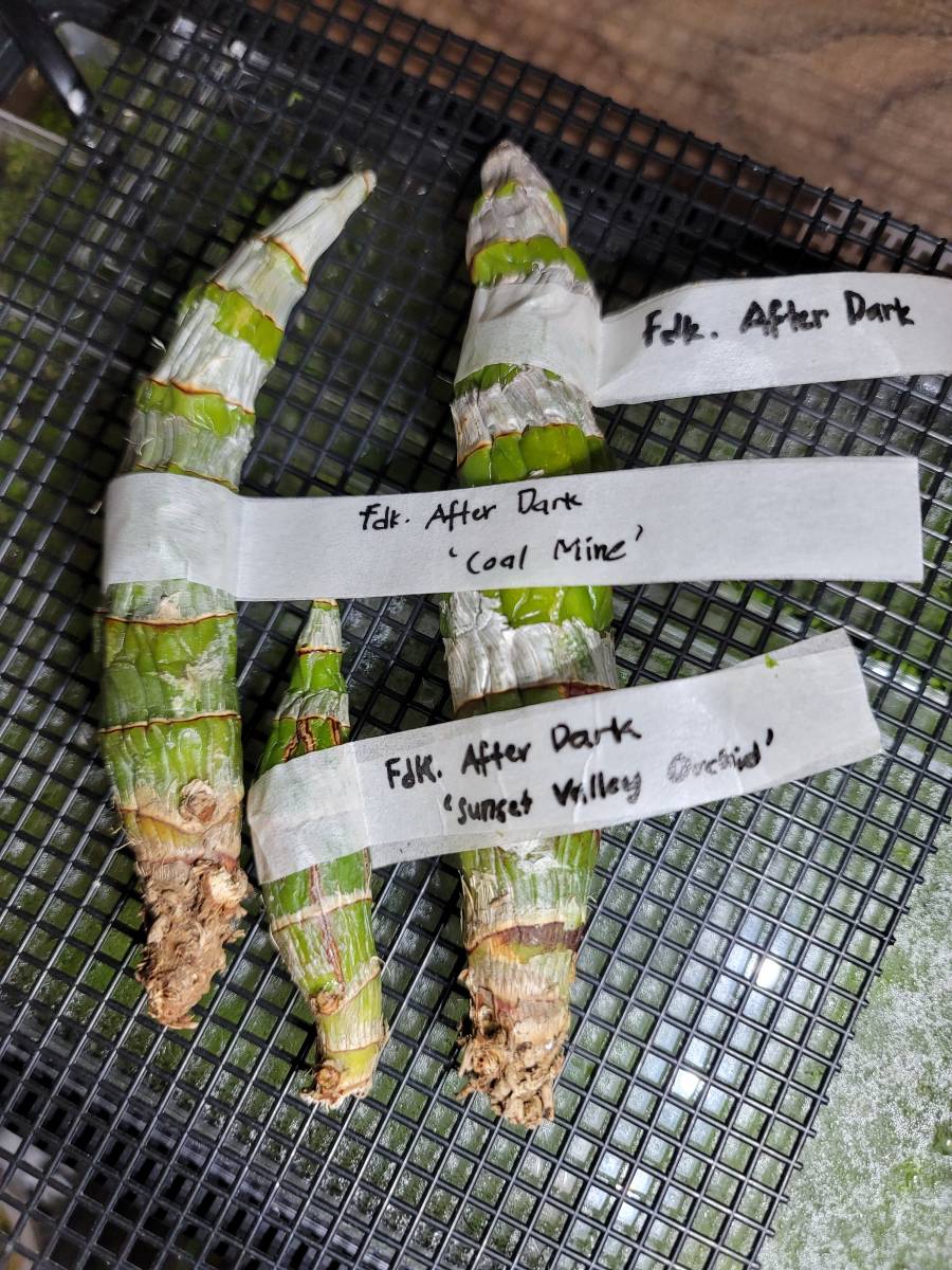 洋蘭 黒花カタセタム 3種類セット Fdk After Dark Fdk After Dark Svo Fdk After Dark Coal Mine 休眠バックバルブ の落札情報詳細 ヤフオク落札価格情報 オークフリー スマートフォン版