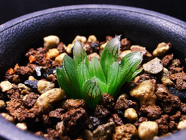 多肉植物 ハオルチア 黒オブツーサ × ゴルドニアナ IB12434