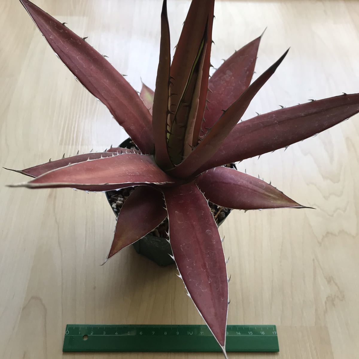 絶賛紅葉中！ アガベ ケルチョベイ フアジュアパンレッド “Agave