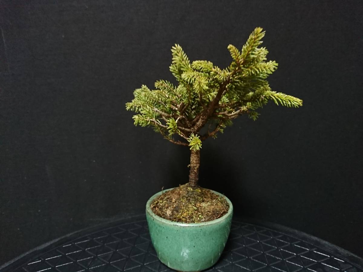 新品】【ビャクシン】八房蝦夷松[千歳丸]／ヤツフサエゾマツ