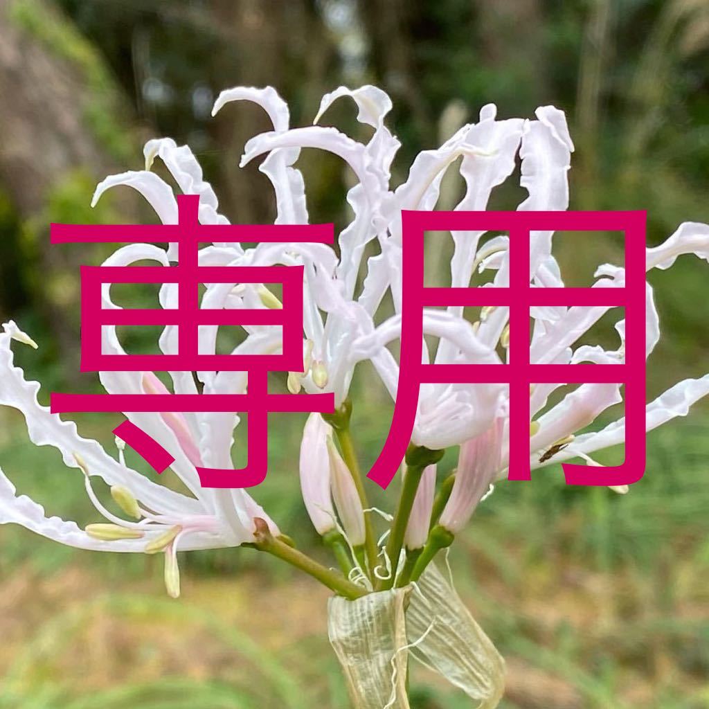 ネリネ ホワイト ダイヤモンドリリー 球根 の落札情報詳細 ヤフオク落札価格情報 オークフリー スマートフォン版