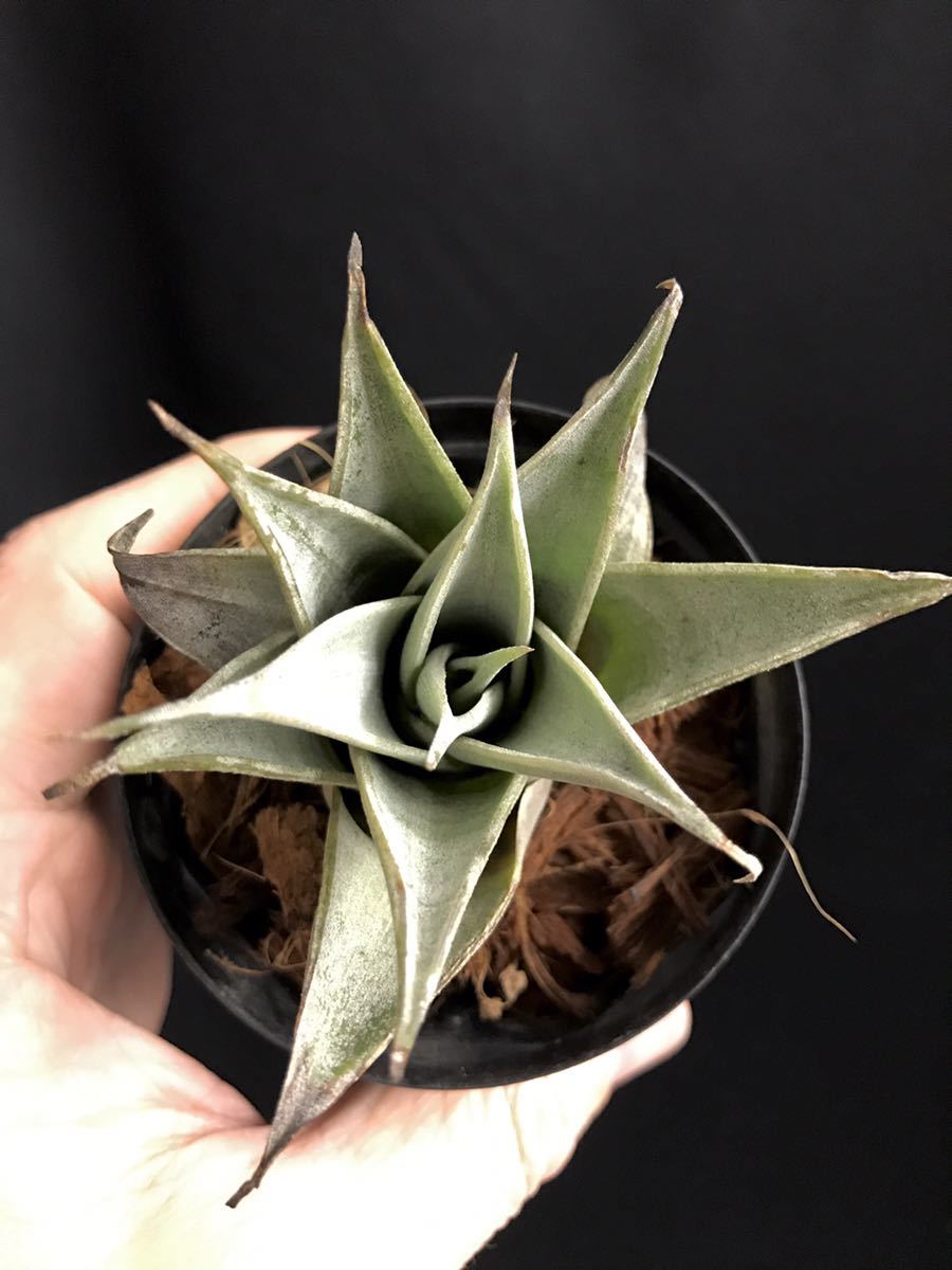Stigmatodon harrylutheri スティグマトドン ハリールーサリー
