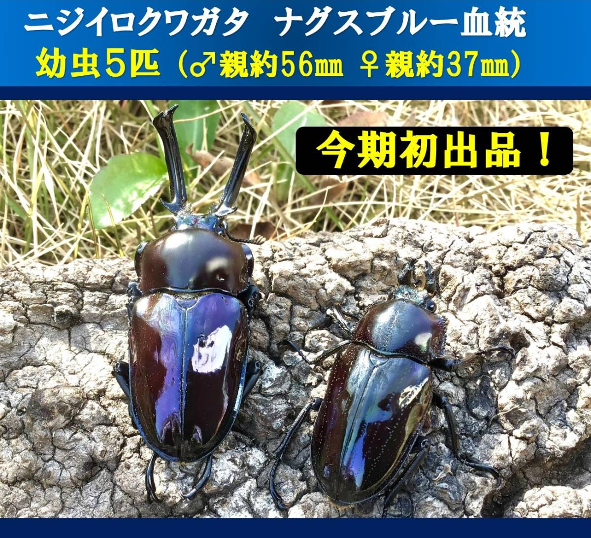 カブトムシ、クワガタ直接受け取り！ ニジイロライトブルー血統販売開始