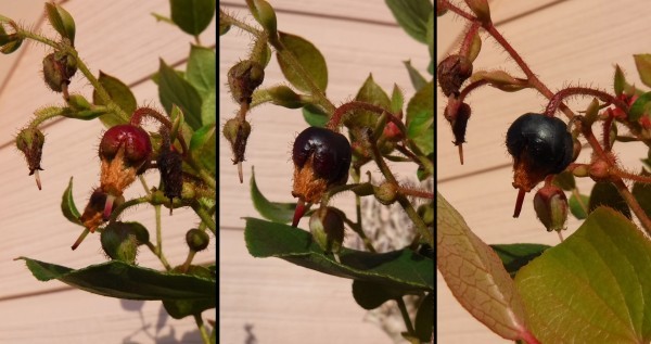 新品 種子 レモンリーフ ゴールテリア シャロン Gaultheria Shallon 粒 果樹 ツツジ科 の落札情報詳細 ヤフオク落札価格情報 オークフリー スマートフォン版