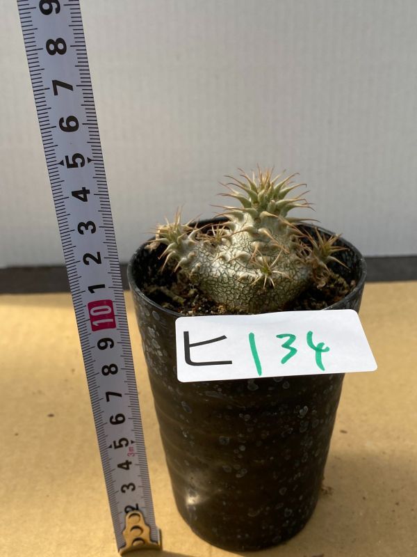 新品 ヒ134 塊根植物 実生 パキポディウム グラキリス ホロンベンセ 棘折れやすい 種から発芽 有望株 コーデックス Pachypodium の落札情報詳細 ヤフオク落札価格情報 オークフリー スマートフォン版