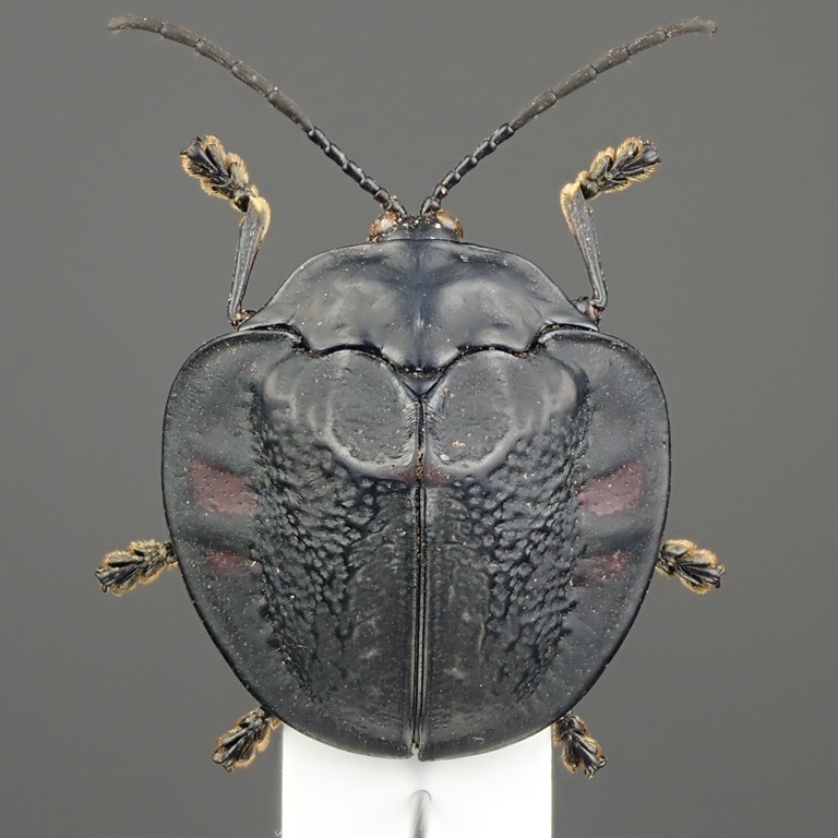 ブラジルMGのブローチハムシその1 標本