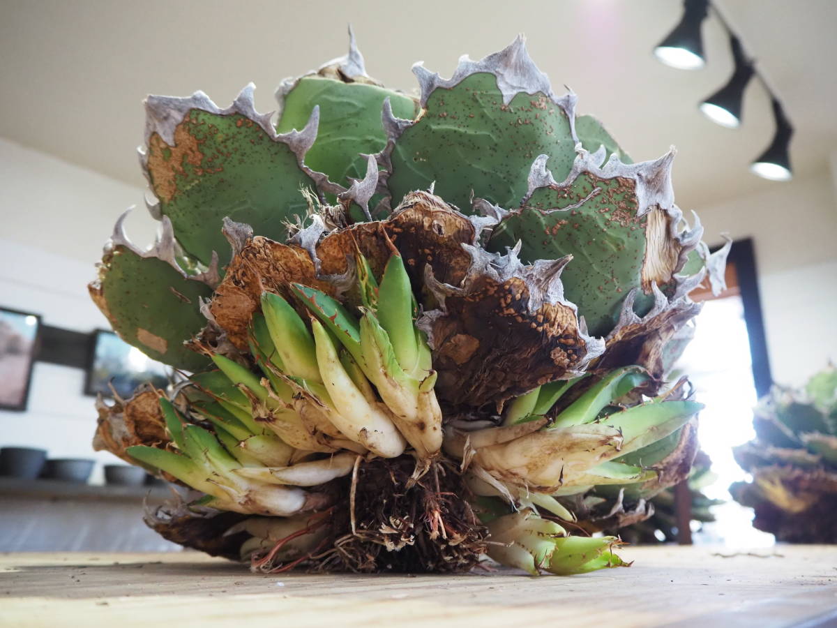 Agave 実生カキコ agave titanota アガベ チタノタ オテロイ oteroi