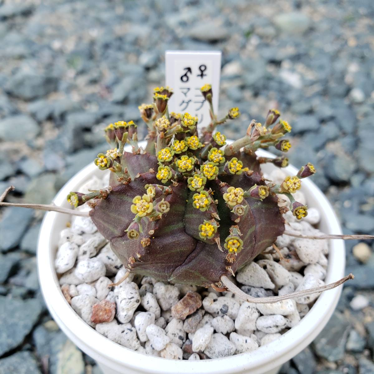 多肉植物 ユーフォルビア バリダゴブリン - メルカリ