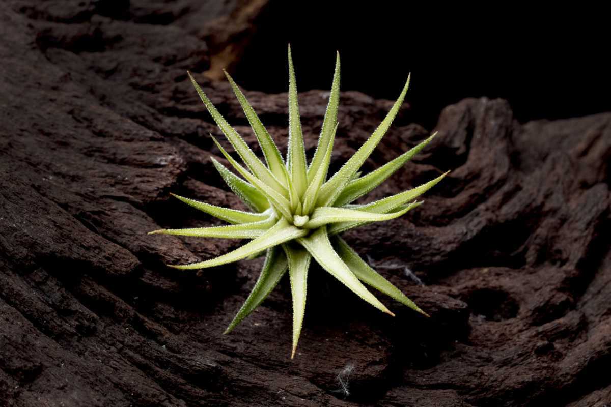 Tillandsia ionantha (Medio-Picta) ティランジア イオナンタ