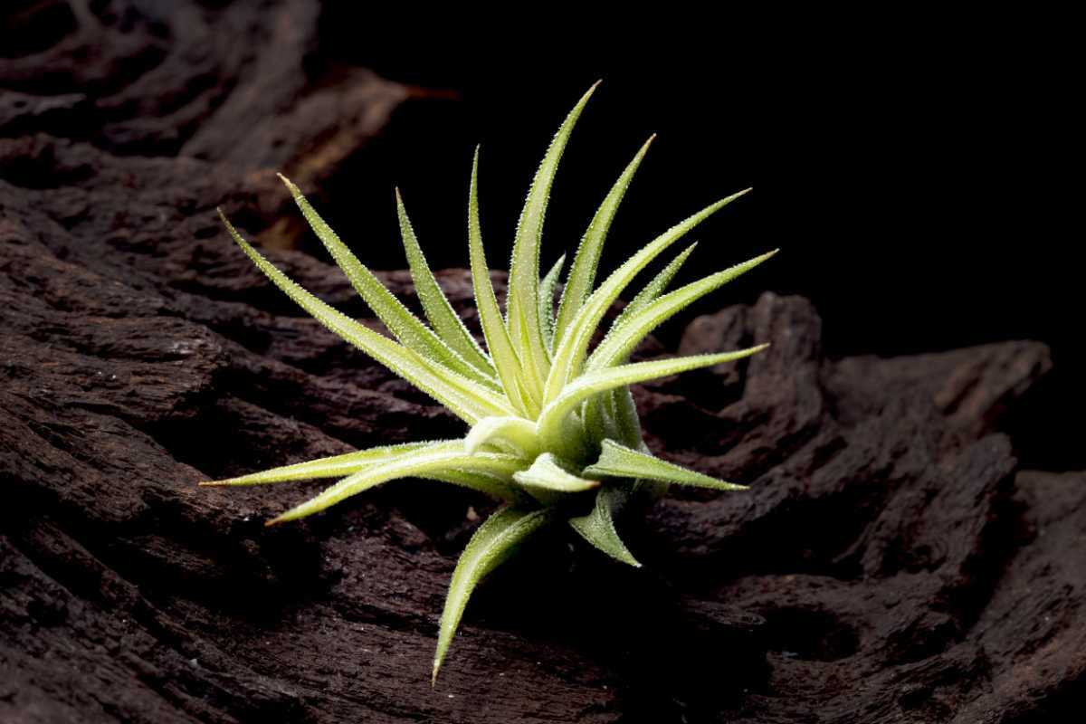 Tillandsia ionantha (Medio-Picta) ティランジア イオナンタ