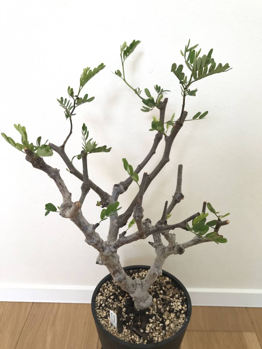 センナ メリディオナリス 発根済 国内管理３年 安心株 検索 パキポディウム グラキリス パキプス 灌木 コーデックス の落札情報詳細 ヤフオク落札価格情報 オークフリー スマートフォン版