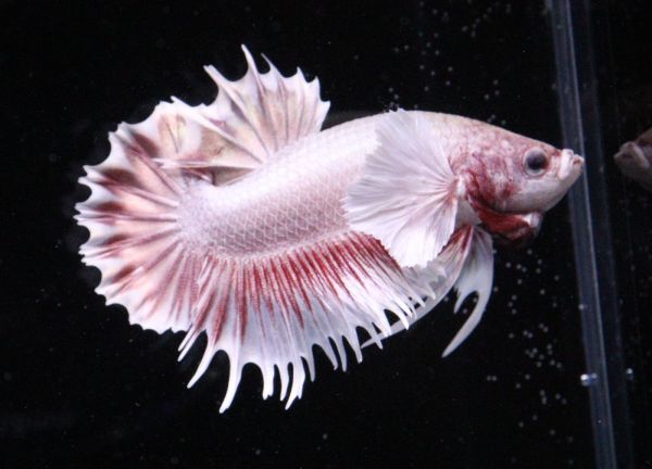 新品 ダンボctpk ダンボローズピンククランテールプラカット G 5 三点落札で送料無料 Betta アクアラボ平安 ベタ の落札情報詳細 ヤフオク落札価格情報 オークフリー スマートフォン版