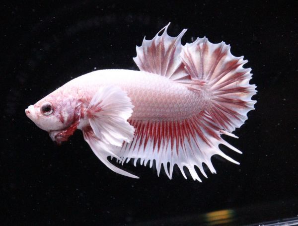 新品 ダンボctpk ダンボローズピンククランテールプラカット G 5 三点落札で送料無料 Betta アクアラボ平安 ベタ の落札情報詳細 ヤフオク落札価格情報 オークフリー スマートフォン版