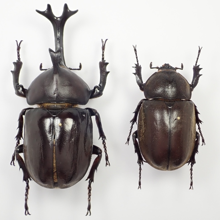 韓国・済州島産 カブトムシ Trypoxylus dichotomus ♂ 74mm ペア (上翅