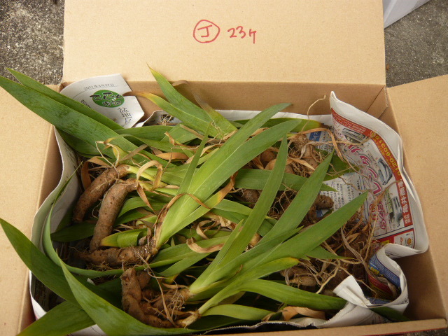 新品 ジャーマンアイリス 小23個 J 株分け 球根 自家栽培 紫色系 ドイツ菖蒲 ドイツアヤメ レインボーフラワー ベアーデッドアイリス の落札情報詳細 ヤフオク落札価格情報 オークフリー スマートフォン版