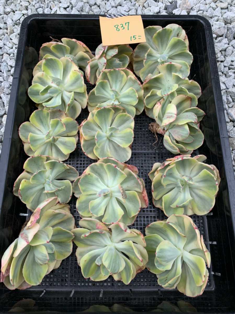 新品 韓国多肉植物 韓国苗 エケベリア Echeveria 6 7 Enfant Variegated 15個 岡山在庫 4 19岡山発送 の落札情報詳細 ヤフオク落札価格情報 オークフリー スマートフォン版