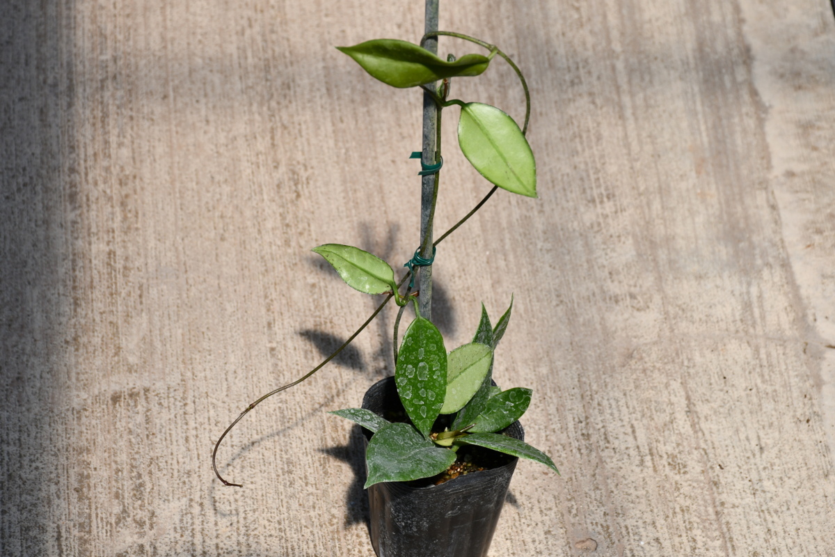 新品 Ao サクラランの仲間 ベトナムの新種 花芽付き ホヤ タムダオエンシス Hoya Tamdaoensis 100サイズ の落札情報詳細 ヤフオク落札価格情報 オークフリー スマートフォン版