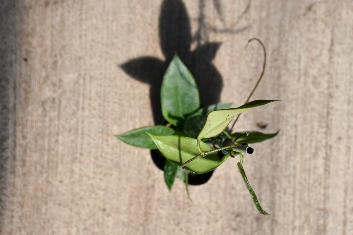新品 Ao サクラランの仲間 ベトナムの新種 花芽付き ホヤ タムダオエンシス Hoya Tamdaoensis 100サイズ の落札情報詳細 ヤフオク落札価格情報 オークフリー スマートフォン版