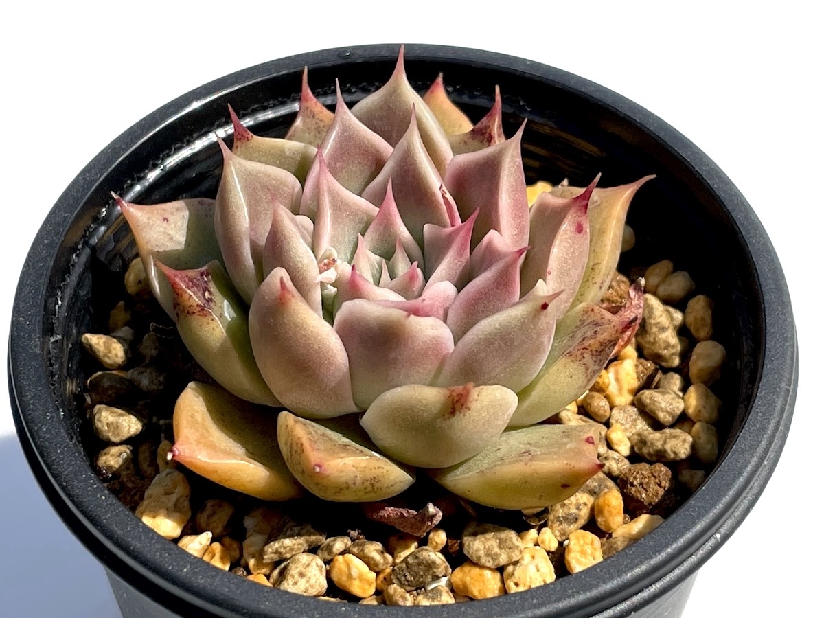 【オークション】実生苗　elegans La Paz エレガンスラパス　① 現物商品】elegans La Paz エレガンス ラパス 個数制限あり ① | 多肉