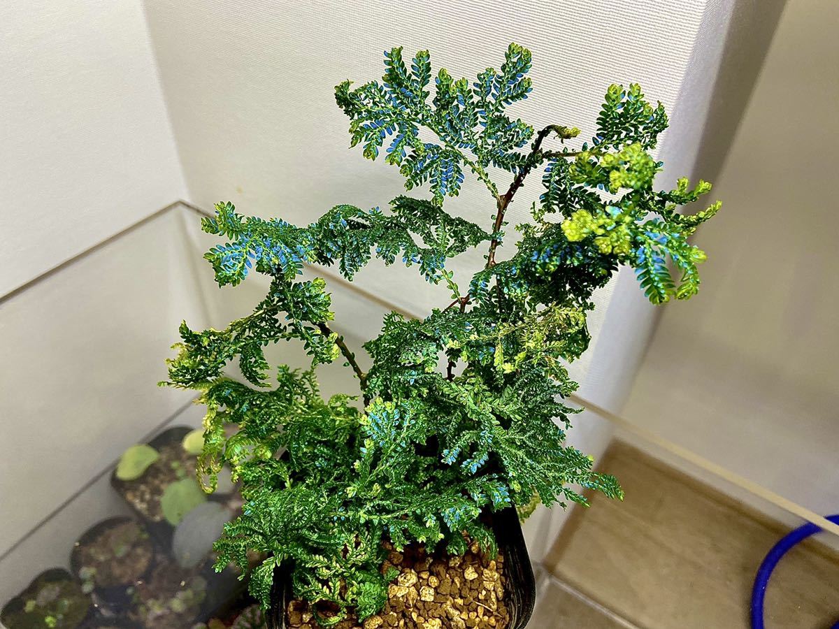 極蒼 Selaginella Willdenowii セラギネラ ウィルデノウィー 発根済特選株 の落札情報詳細 ヤフオク落札価格情報 オークフリー スマートフォン版