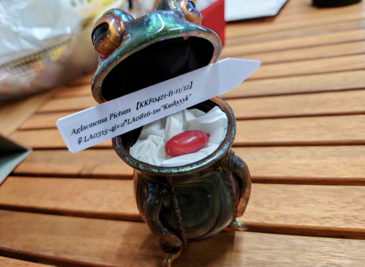 新品】アグラオネマ ピクタムの実生 ♂Kashyyyk LA0816-1ss