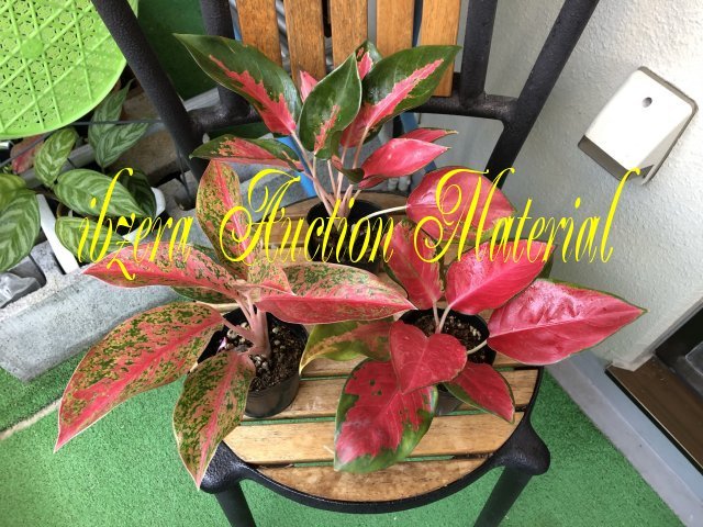 完全限定販売 アグラオネマシアンアウロア 綺麗な赤 ポット苗 観葉植物 327c2549 海外ファッション Pn Batam Go Id