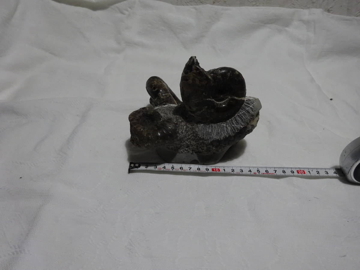 化石の最近30日の オークション落札価格一覧 オークフリー スマートフォン版