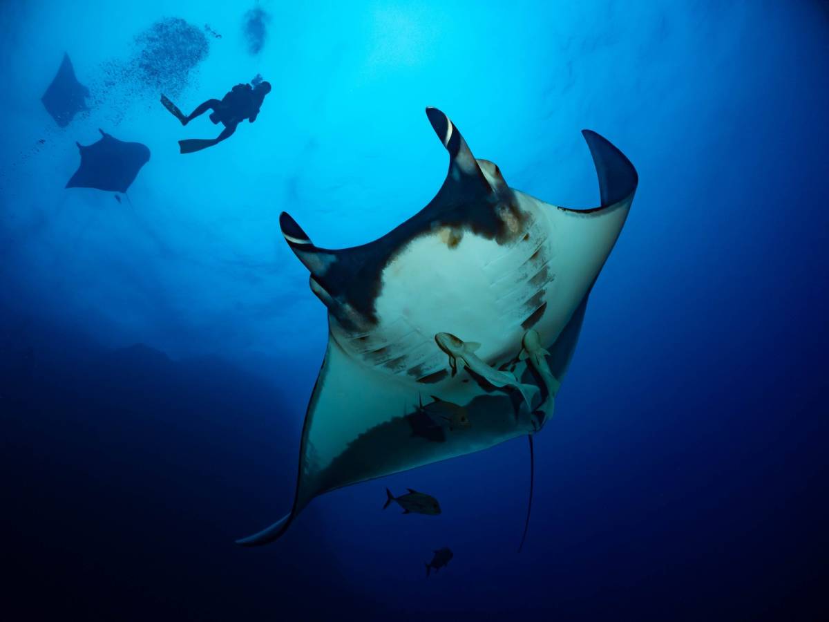 新品 写真素材 １円 即決 マンタ 著作権フリー Sns投稿や壁紙用に No 2 の落札情報詳細 ヤフオク落札価格情報 オークフリー スマートフォン版