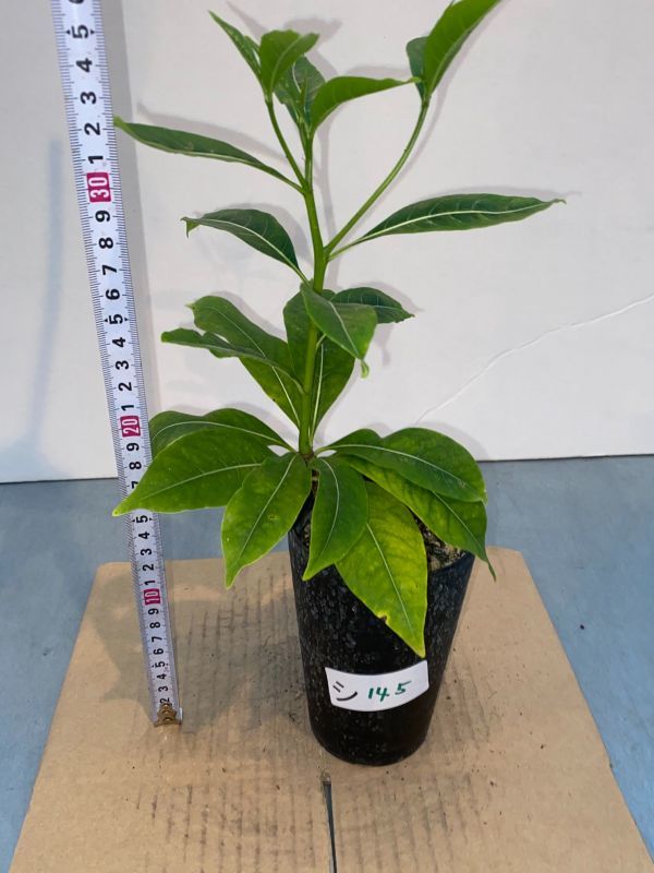 新品 シ145 塊根植物 実生 アダンソニア ボジー バオバブ 種から発芽 発根 Adansonia Bozy の落札情報詳細 ヤフオク落札価格情報 オークフリー スマートフォン版