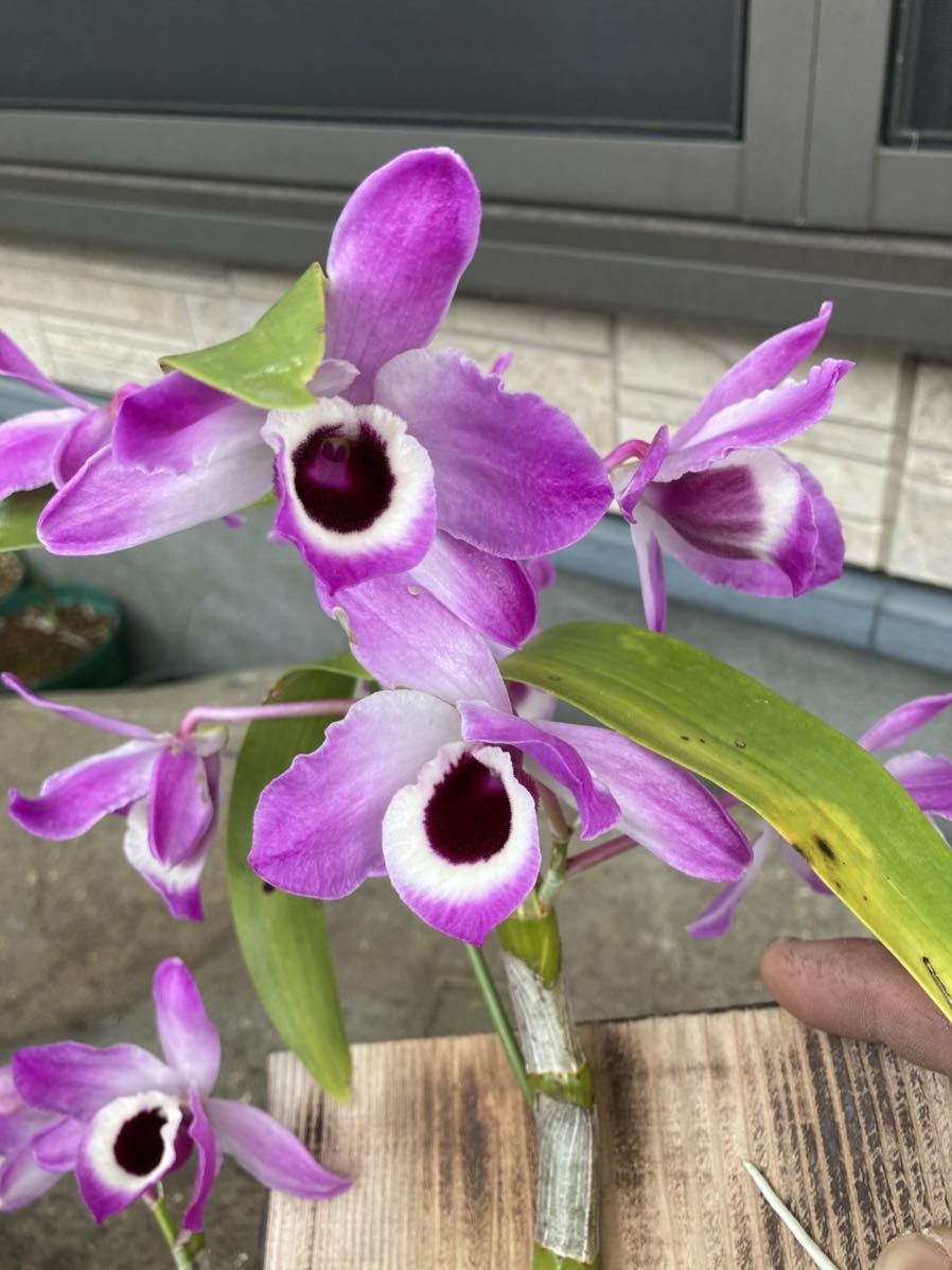 396円 13周年記念イベントが 石斛花物 セッコク 野村 のむら 5 6 396円 13周年記念イベントが 石斛花物 セッコク 野村 のむら 5 6